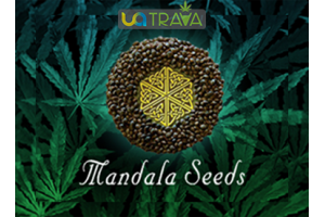 Secrets to Successfully Growing Mandala Seeds