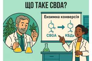 CBDa vs CBD: полное сравнение, действие, эффекты и научные факты
