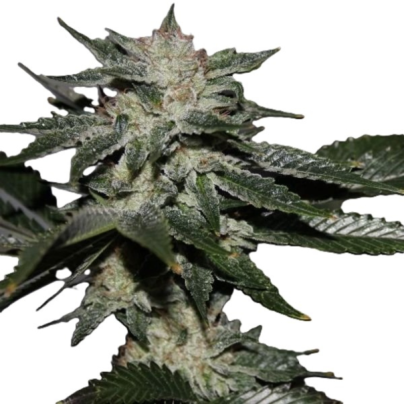 Bruce Banner (Regular) фото 3