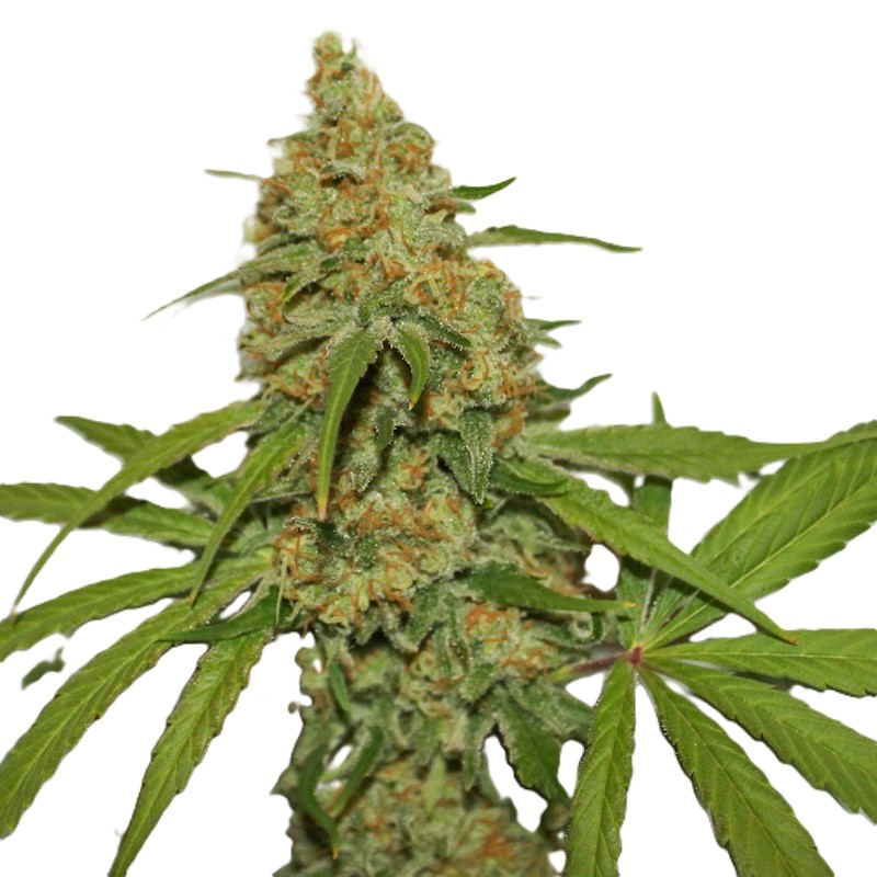 CBD Kush (Фемінізоване насіння) Reg фото 3