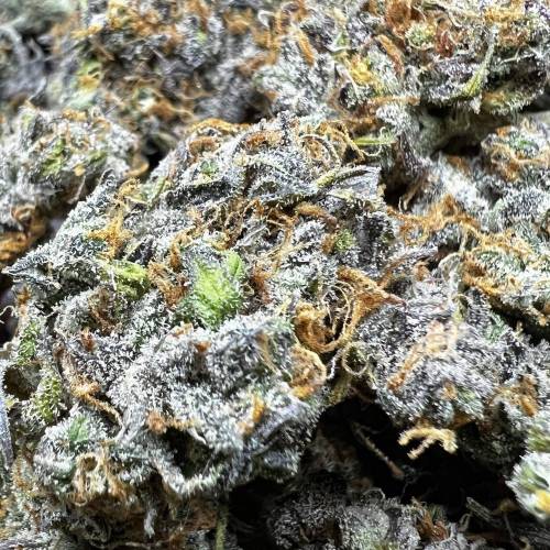 Mimosa Orange Punch фото 2