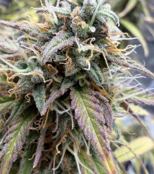Mimosa Orange Punch фото 3