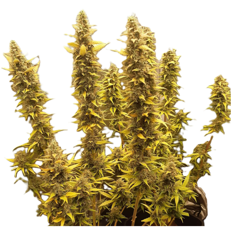 SAD (Regular) фото 2