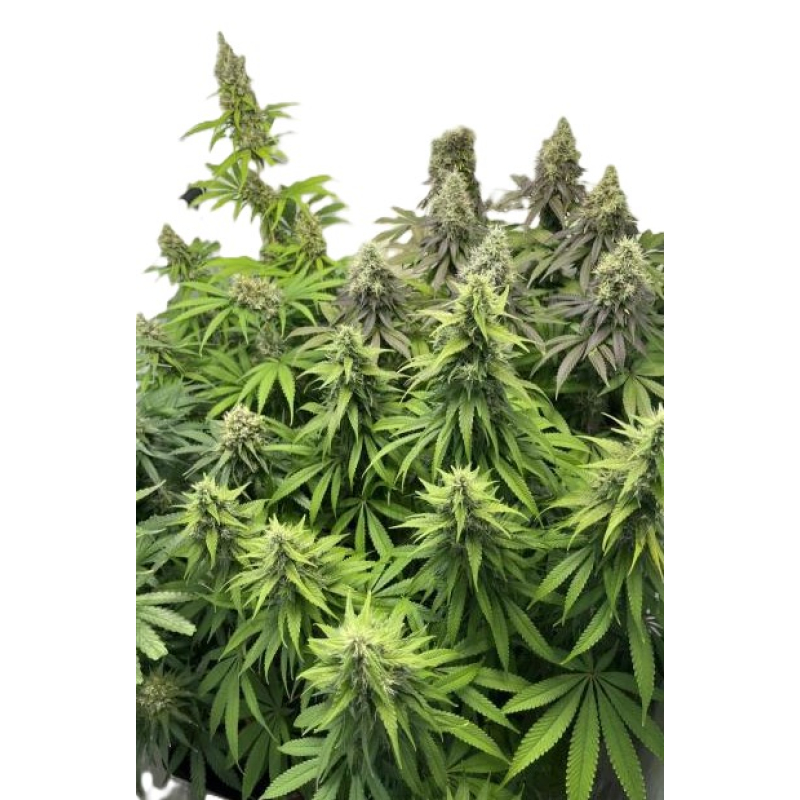 SAD (Regular) фото 3