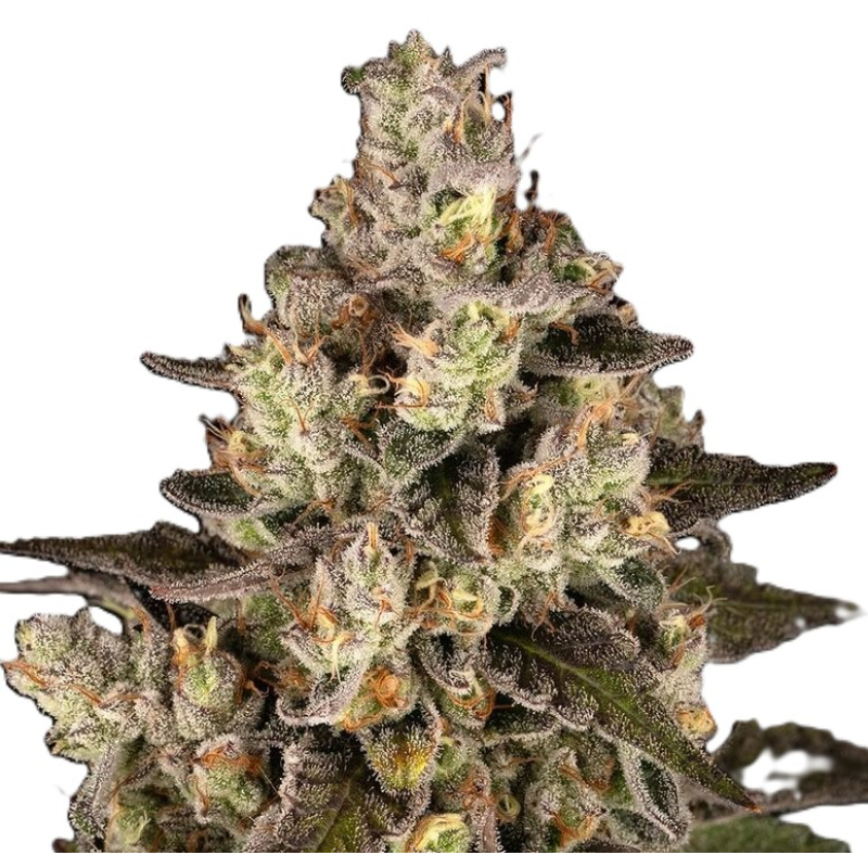 Trainwreck (Regular) фото 2