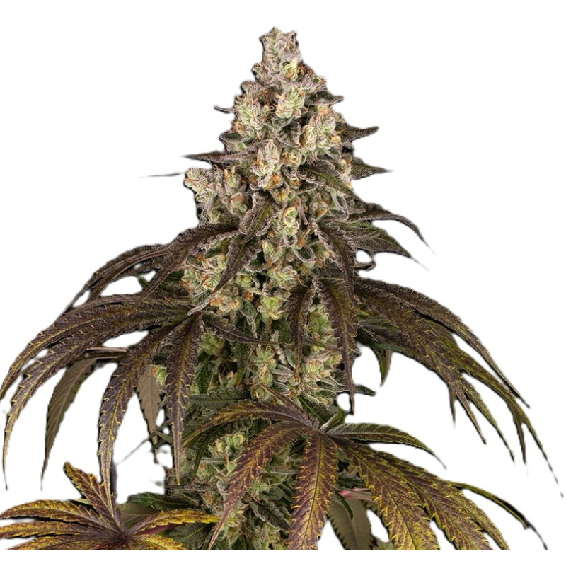 Trainwreck (Regular) фото 3