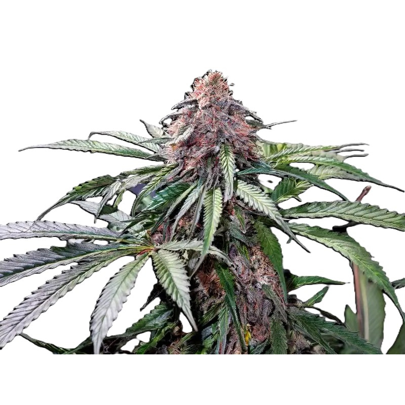 Zkittlez (Фемінізоване насіння) Reg фото 3